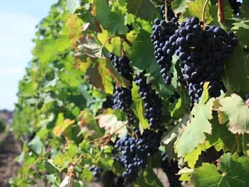 Dunkle Trauben hängen reif an Weinreben im Freien.