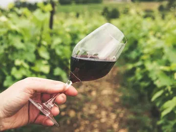 A wine glass is kept in a vineyard.