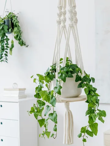 Hanging flower pot with green plant in bright surroundings.