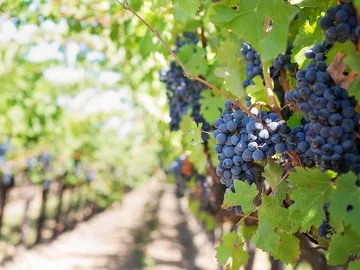 Grapes grow on vines in sunny vineyards.