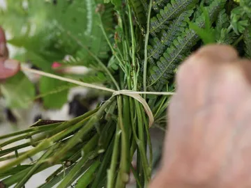 Grüne Pflanzen werden zusammengebunden in einer natürlichen Umgebung.