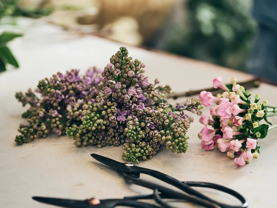 Spargelkraut Zum Blumen Binden