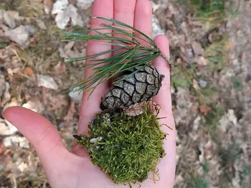 Hand hält Tannenzapfen, Moos und Nadelzweig im Wald.