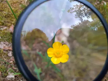 Gelbe Blume durch eine Lupe auf dem Grün betrachtet.