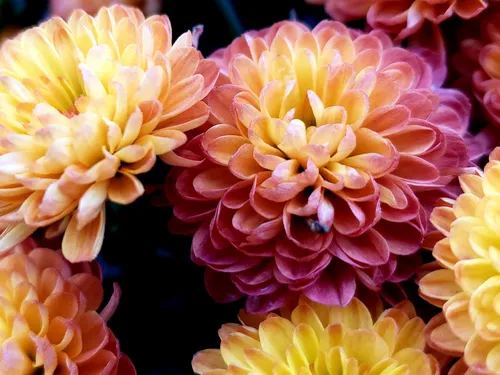 Bunte Chrysanthemen blühen dicht in einem Garten.