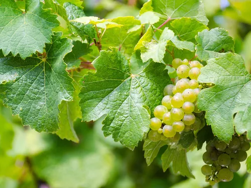 Grüne Trauben hängen an einem Blatt, umgeben von Blättern.