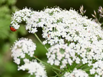 Ladybug sits on white flowers in a green environment.