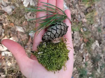 One hand holds moss, a pine cone and coniferous branches.