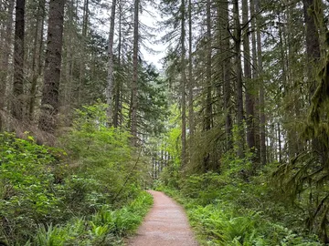 The trail leads through a dense, green forest.
