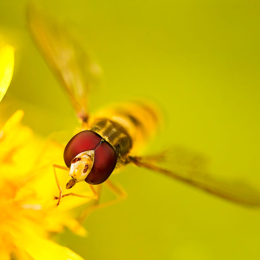 Fotokurs in Berlin: Makro-Fotografie Outdoor