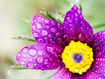 Lila Blume, bedeckt mit Wassertropfen, vor grünem Hintergrund.