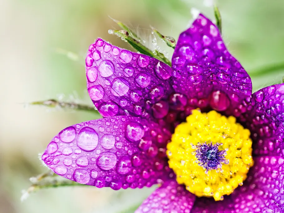 Lila Blume, bedeckt mit Wassertropfen, vor grünem Hintergrund.