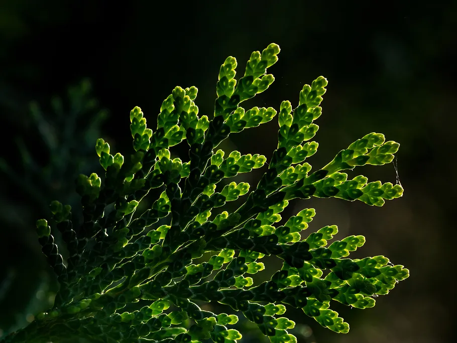 Green plant shimmers in the light, background is dark.