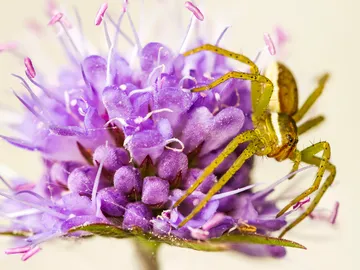 A purple flower has a yellow spider crawling.