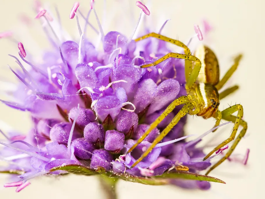 Bei einer lila Blume krabbelt eine gelbe Spinne.