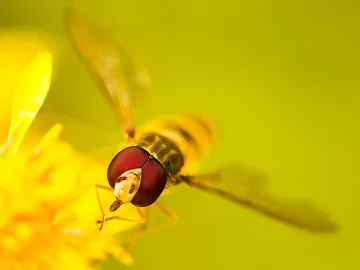 Insekt sitzt auf blühender gelber Blume im Hintergrund.