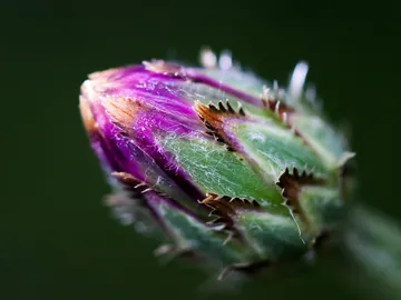 Lila Knospe, die sich in dunklem Hintergrund öffnet.