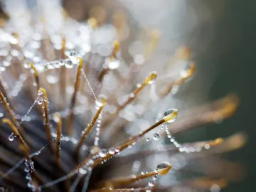 Wassertropfen hängen an feinen, stachelartigen Strukturen.