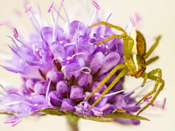 Spinne sitzt auf lila Blüte und erkundet sie.