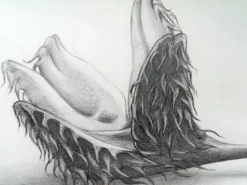 Two opened mussel shells lie on solid ground.