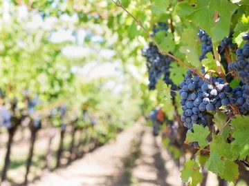 Grapes grow on vines in a sunny vineyard.