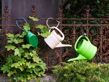 Watering cans hang on the fence, surrounded by plants.