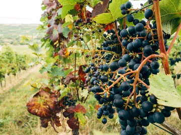 Grapes grow on vines in a vineyard.