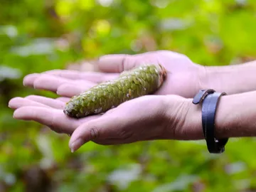 A hand holds a green pine cone in nature.