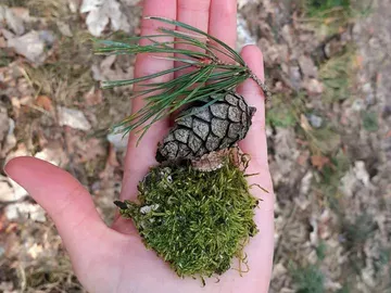 Hand holds pine cones and moss in nature.