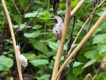 Two snails move on dry plant branches.