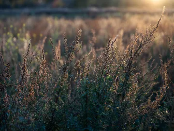 Tall plants move smoothly in sunlight.