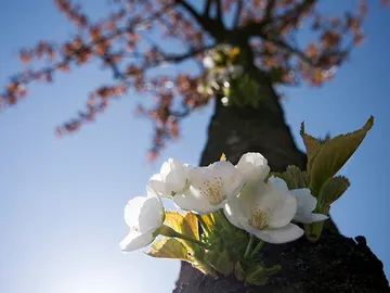 A cherry tree with white blossoms against a blue sky.