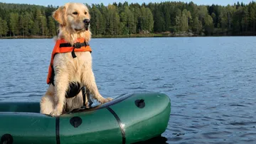 A dog is sitting in water on a boat.