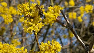 Bee pollinates yellow flowers on a sunny day.