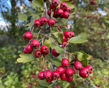 Rote Beeren hängen an grünen Blättern in der Natur.