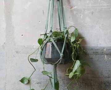 Hängender Blumentopf mit grünen Pflanzen an einer Wand.