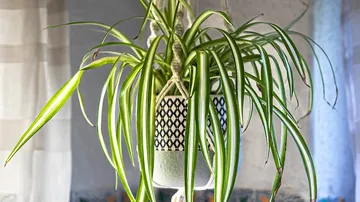 Hanging plant with long, green leaves in a pot.