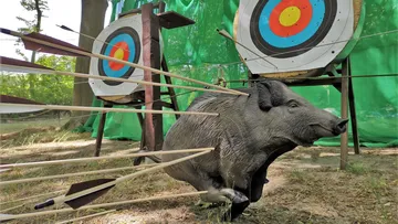 Ein Wildschweinmodell wird von Pfeilen in einem Ziel getroffen.