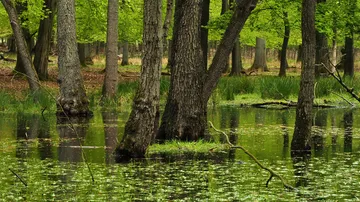 Bäume stehen im Wasser, umgeben von grüner Vegetation.