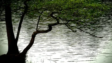 Tree hanging slowly over calm water, with green leaves.