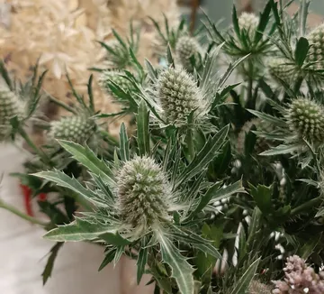 Prickly plants with round flowers in a bouquet.