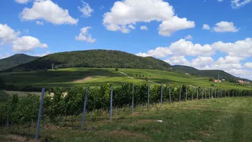 Vines grow along a slope surrounded by rolling hills.