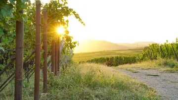 Grapevines stand while the sun rises over the landscape.