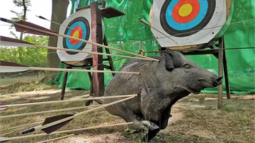Schnitzelwildschwein wird von Pfeilen in einem Ziel getroffen.