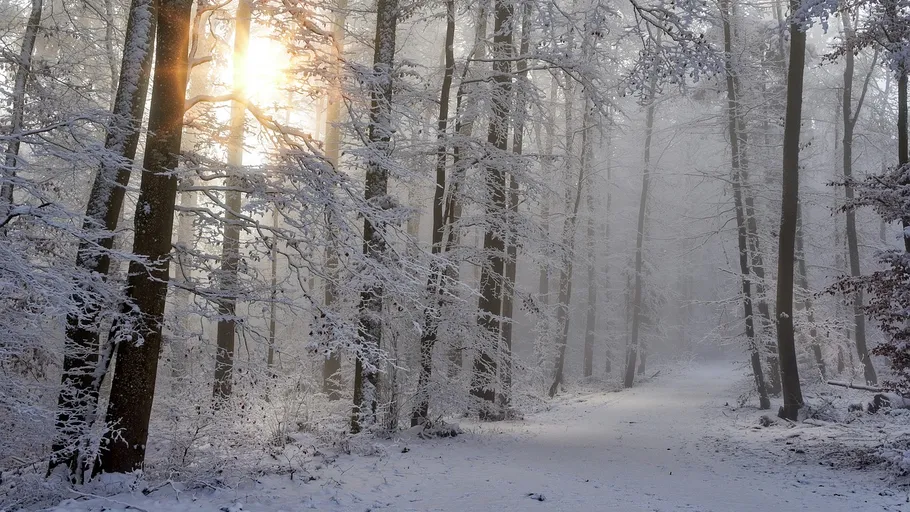 Snow-covered trees glow in the sunlight of a foggy forest.