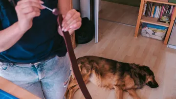 Woman keeps treats for relaxed dog in the room.