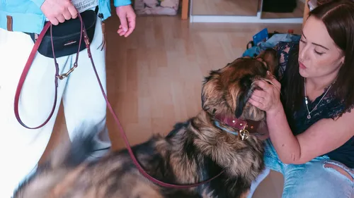 A woman is petting a dog in a room.