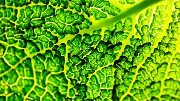 Dark green leaf surface shows vivid, textured patterns.