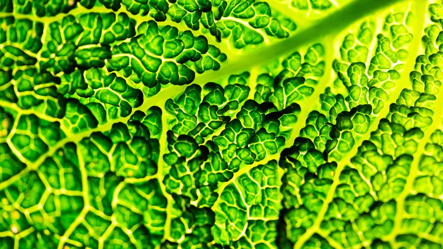 Dunkelgrüne Blattoberfläche zeigt lebendige, strukturierte Muster.
