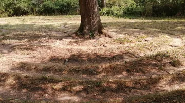 A tree stands in a dry, green field.